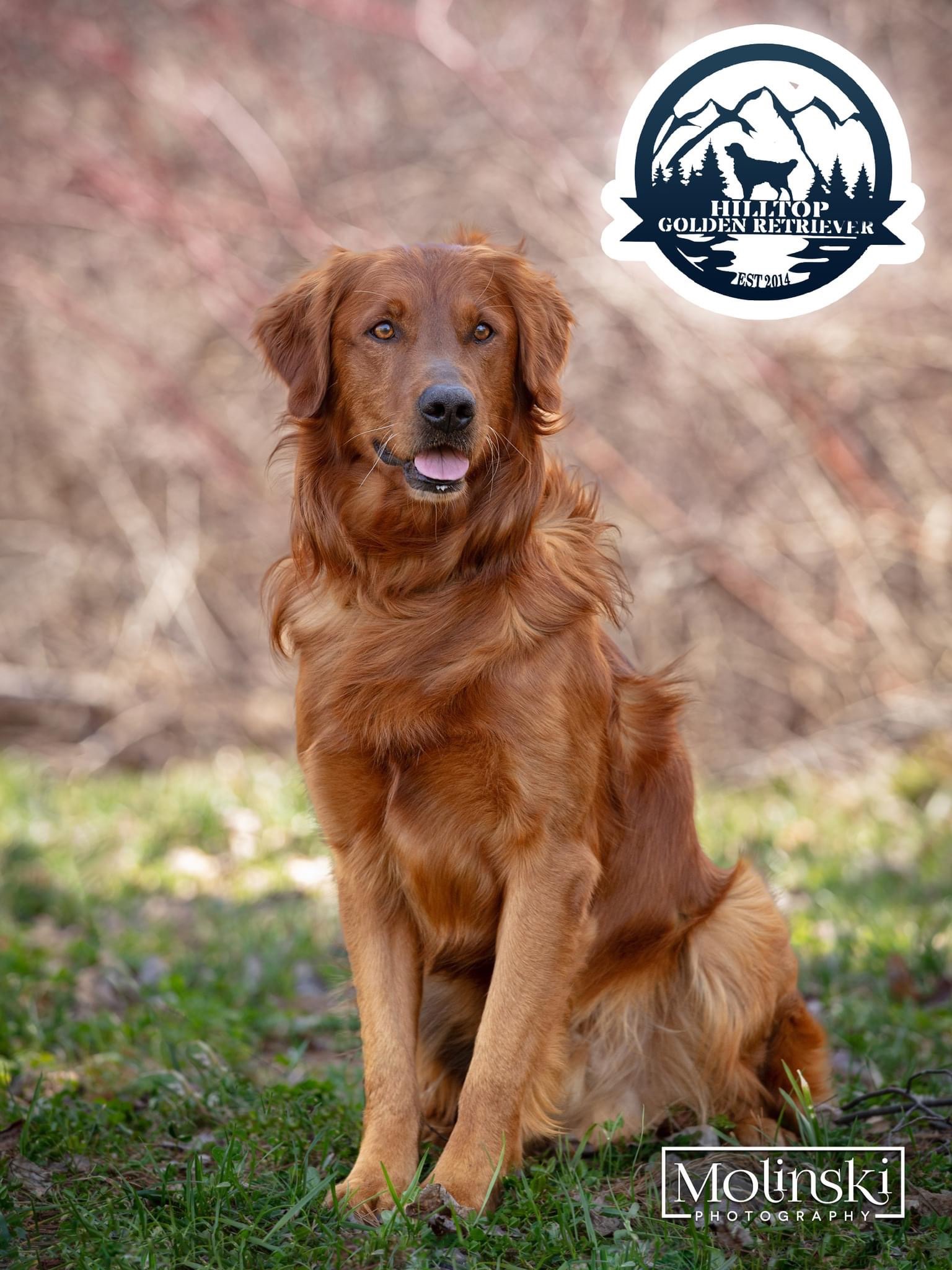 Our SIRES (males) – Hilltop Golden Retriever